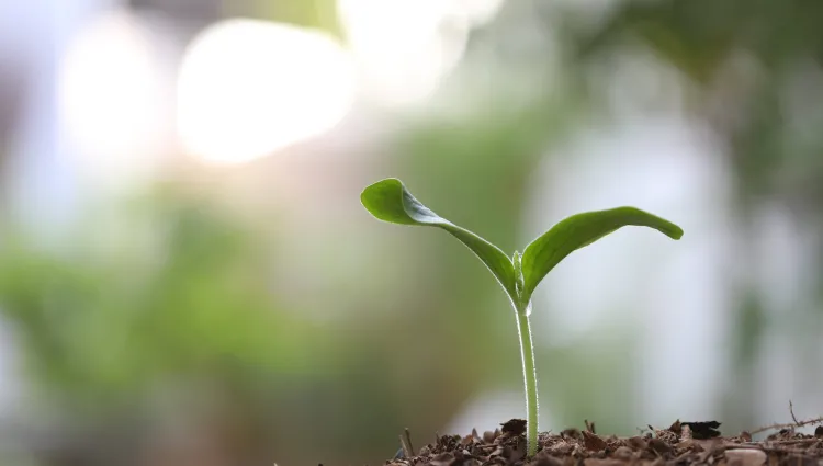 A plant beginning to grow.